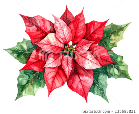 Poinsettia watercolor illustration 133685821