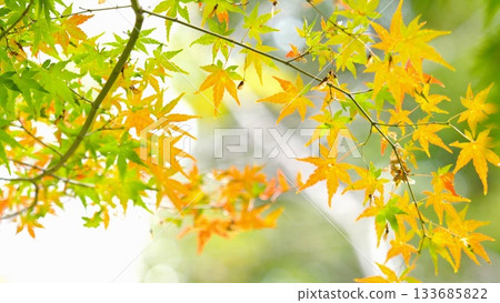 秋葉落在11至12日 133685822