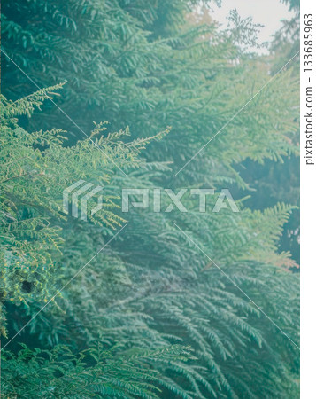 有霧的森林 133685963