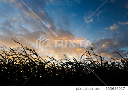 Autumn sunset sky, clouds and wildflowers silhouettes 04 Autumn sunset sky, clouds and wildflowers silhouettes 04 133686017