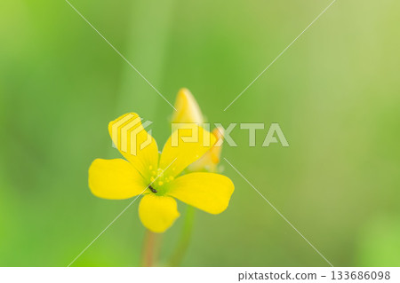 秋日森林：黃花酢漿草花和螞蟻 02 133686098