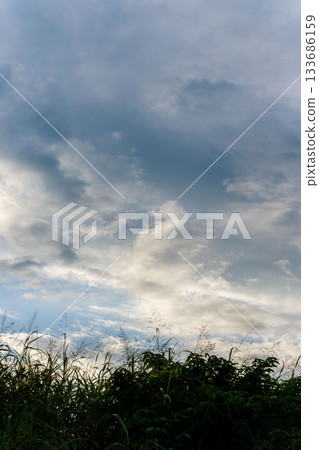 夏日天空：傍晚的天空、雲彩和夏草的輪廓 05 133686159