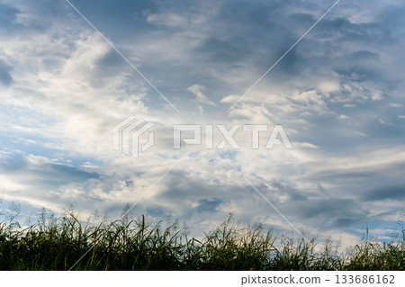 Summer sky: Evening sky, clouds and summer grass silhouettes 08 Summer sky: Evening sky, clouds and summer grass silhouettes 08 133686162