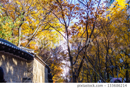A beautiful view of Ishigaki Street, a popular spot during the autumn foliage season 133686214