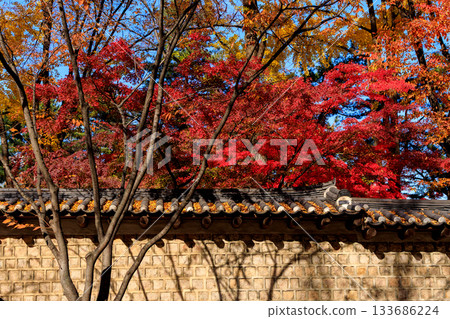 A beautiful view of Ishigaki Street, a popular spot during the autumn foliage season 133686224