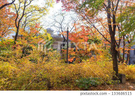 A beautiful view of Ishigaki Street, a popular spot during the autumn foliage season 133686515
