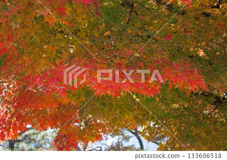 石垣街的美景,是秋季賞楓的熱門景點。 石垣街的美景,是秋季賞楓的熱門景點。 133686518