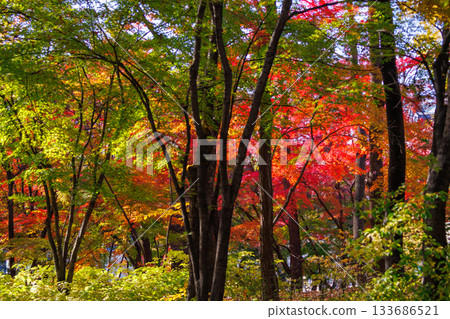 A beautiful view of Ishigaki Street, a popular spot during the autumn foliage season 133686521