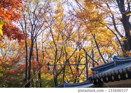 石垣街的美景,是秋季賞楓的熱門景點。 石垣街的美景,是秋季賞楓的熱門景點。 133686537