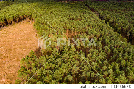 Tuchola forest in Poland. Aerial view Tuchola forest in Poland. Aerial view 133686628