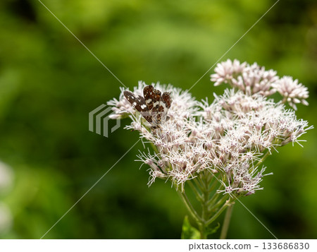 Red madara 133686830