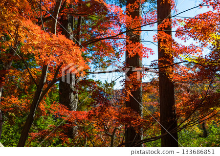 秋季的東鄉公園和秩父禦岳神社,埼玉縣飯能市 秋季的東鄉公園和秩父禦岳神社,埼玉縣飯能市 133686851