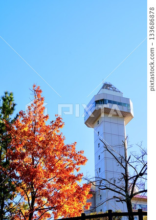 Autumn leaves decorating Skyward Asahi, acorn trees and autumn scenery Autumn leaves decorating Skyward Asahi, acorn trees and autumn scenery 133686878