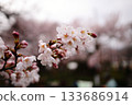 Cherry trees wet with rain 133686914