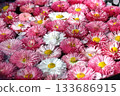Lots of daisies 133686915