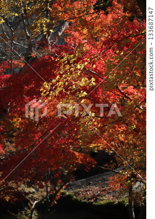 我拍攝了藍天映襯下的一排黃葉銀杏樹。 我拍攝了藍天映襯下的一排黃葉銀杏樹。 133687147