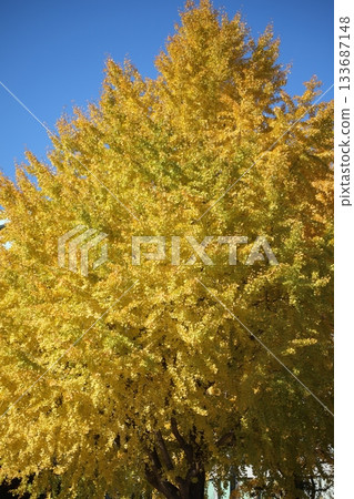 我拍攝了藍天映襯下的一排黃葉銀杏樹。 我拍攝了藍天映襯下的一排黃葉銀杏樹。 133687148