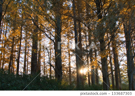 水杉森林有秋葉的 133687303