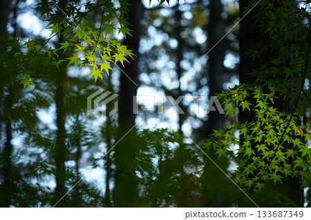 Fresh Green 3661 Fresh Green 3661 133687349