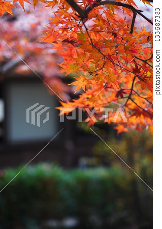 Autumn leaves 3763 Autumn leaves 3763 133687383