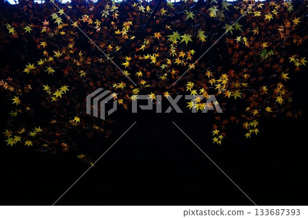 Autumn leaves 3783- 133687393
