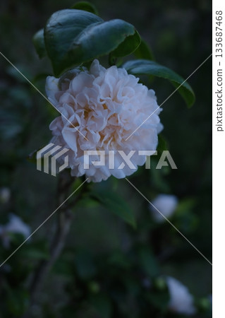 秋野 秋野 133687468