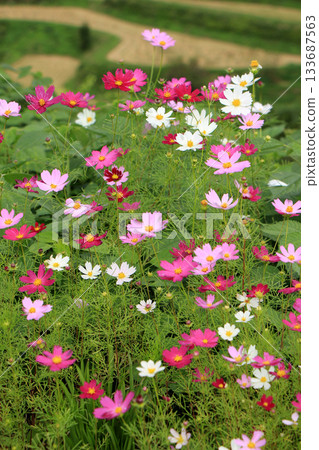 Cosmos blooming in the terraced rice fields after the rice harvest 133687563