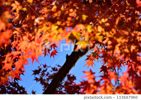 楓葉離開了紅葉 楓葉離開了紅葉 133687960