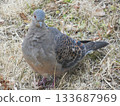  pigeon 133687969