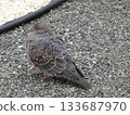  pigeon 133687970