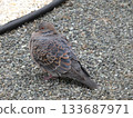  pigeon 133687971