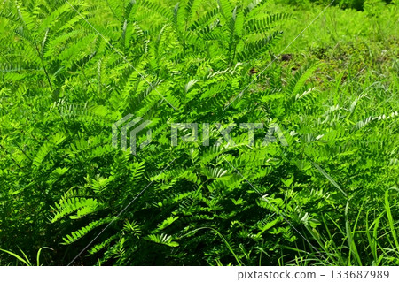 Vacant land, wasteland, weeds, land, vacant lot 133687989