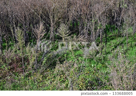 空地、荒地、雜草、土地、空地 133688005