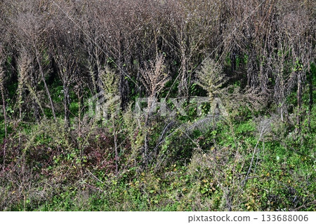 空地、荒地、雜草、土地、空地 空地、荒地、雜草、土地、空地 133688006