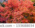Autumn leaves dyed in autumn colors 133688034