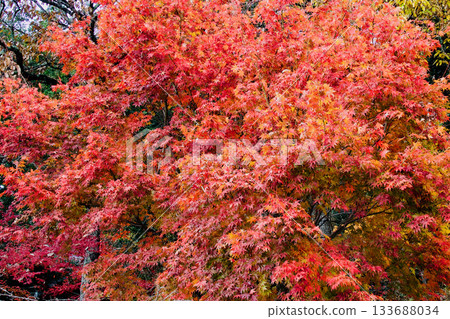 Autumn leaves dyed in autumn colors 133688034