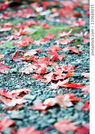 Carpet of fallen leaves 133688035