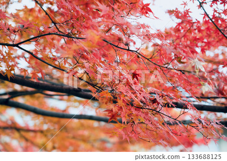 Bright autumn leaves 133688125