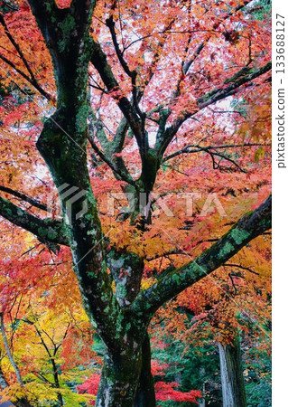 Burning autumn leaves 133688127