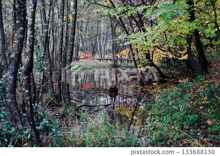 閃耀入秋天森林的光 133688130