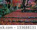 A carpet of autumn leaves and fallen leaves 133688131