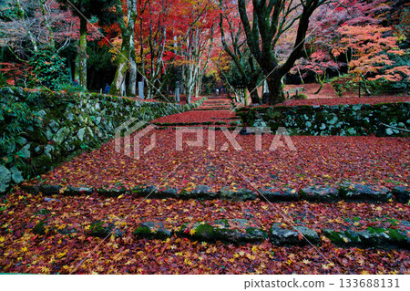 A carpet of autumn leaves and fallen leaves 133688131