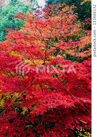 Bright autumn leaves 133688132