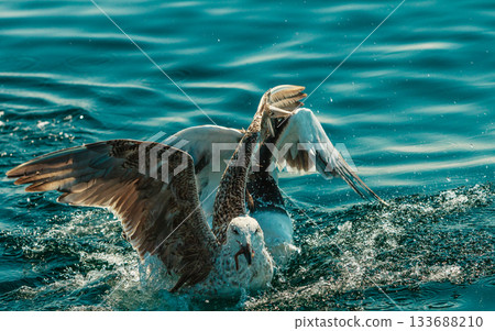 many seagull birds fishing in the sea many seagull birds fishing in the sea 133688210