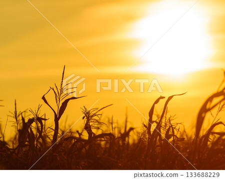 Corn field at the yellow sunset Corn field at the yellow sunset 133688229