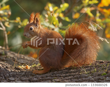 Eurasian Red Squirrel, Sciurus vulgaris in autumn sunlight on a tree trunk in Prague Royal Game Reserve, Stromovka. Eurasian Red Squirrel, Sciurus vulgaris in autumn sunlight on a tree trunk in Prague Royal Game Reserve, Stromovka. 133688326