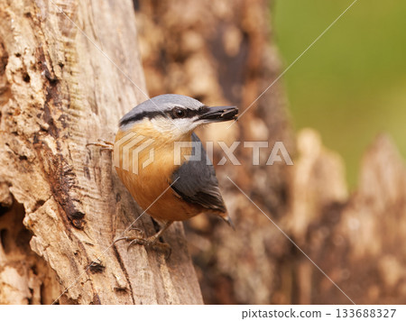 Eurasian Nuthatch, Sitta europaea on a tree trunk in Royal Game Reserve Eurasian Nuthatch, Sitta europaea on a tree trunk in Royal Game Reserve 133688327