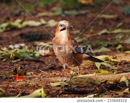 Eurasian Jay, Garrulus glandarius in Royal Game Reserve, Prague Eurasian Jay, Garrulus glandarius in Royal Game Reserve, Prague 133688328