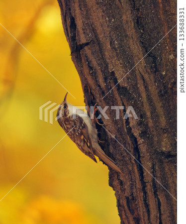 Eurasian Treecreeper, Certhia familiaris climbing on a tree trunk in autumn forest 133688331