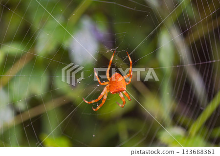 Autumn forest Ishisawa spider with water droplets 01 Autumn forest Ishisawa spider with water droplets 01 133688361